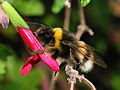 Image 53Bumblebee collecting nectar