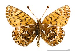 Museum specimen ♂ △ - Ventral side