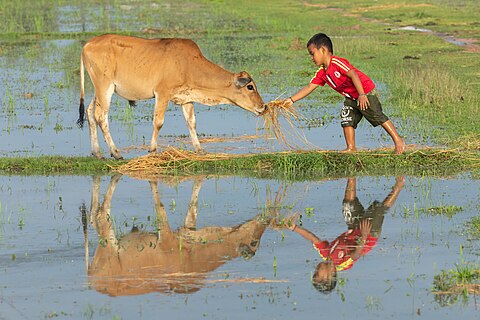 Water reflection of a boy feeding hay to a cow in a paddy field at golden hour in Laos