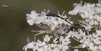 Female