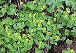 Plants in Mount Haku