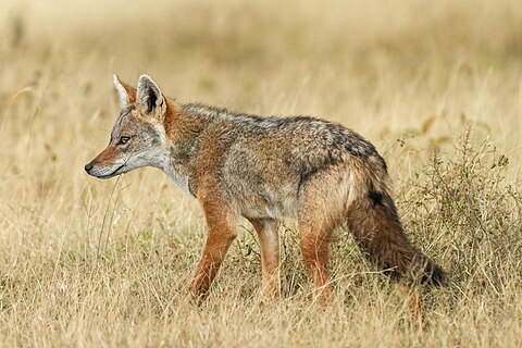 African wolf in the Serengeti National Park