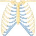 Skeleton