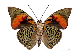 Museum specimen ♂ △ - Ventral side