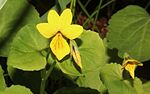 Flower and bud in Mount Haku