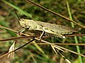 Image 98Desert locust