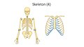 Skeleton