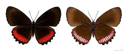  Museum specimen ♂ Both sides