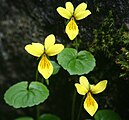 Plants in Mount Kisokoma