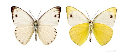 Museum specimen ♂ Both side