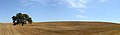 Image 38Wheat field after the harvest, Portugal