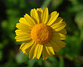 Image 81A yellow flower of Coleostephus myconis