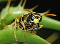 Image 58Wasp blowing a bubble