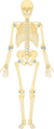 Skeleton