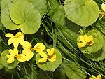 Plants in Mount Norikura