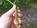 Angelica sylvestris, (Germany, Ith)