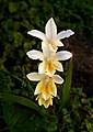 Image 45Inflorescence of Freesia leichtlinii