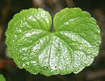 Leaf in Mount Kisokoma