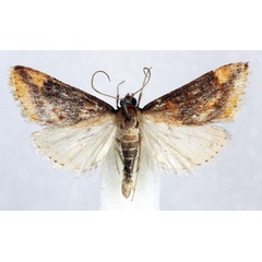 /filer/webapps/moths/media/images/F/flavimarginalis_Luma_AM_Agassiz_01.jpg