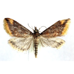 /filer/webapps/moths/media/images/F/flavimarginalis_Luma_AM_Agassiz_02.jpg