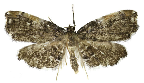 /filer/webapps/moths/media/images/C/cataracta_Trichophysetis_HT_BMNH.jpg