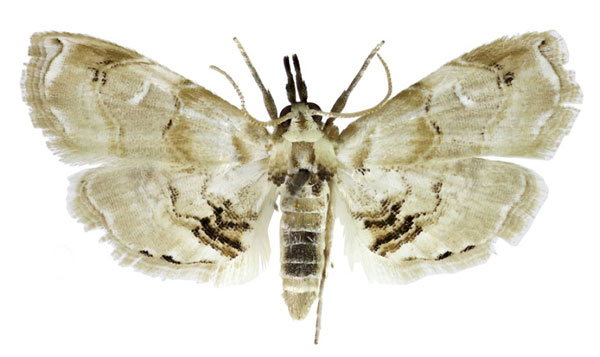 /filer/webapps/moths/media/images/W/whitei_Trichophysetis_AM_BMNH.jpg