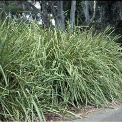 Lomandra longifolia