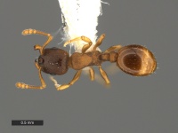 Leptothorax-retractus-MCZ001D.jpg