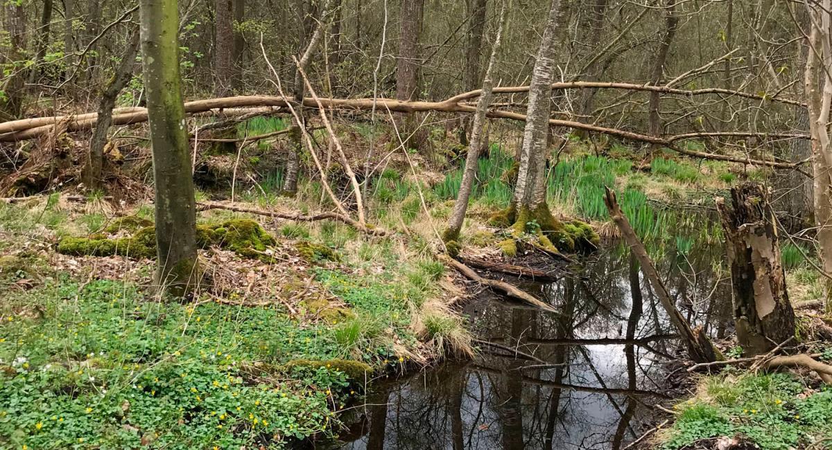 Vildskov i Svanninge Bjerge