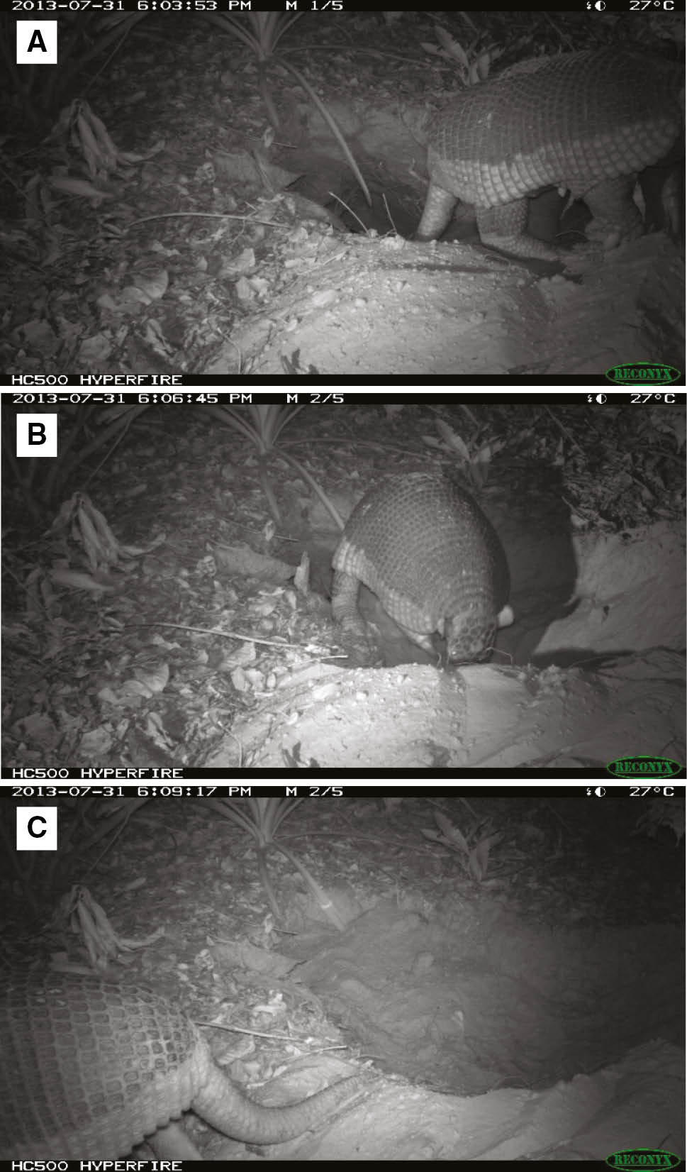 Figure 1: Sequence of camera trap photographs illustrating the burrow entrance sealing behavior by female giant armadillos (Priodontes maximus) with young offspring.When (A) females leave the burrow where the infant is, she (B) digs with her front claws into the sand and kicks it back to seal the entrance, (C) leaving only once the entrance is fully sealed with sand.