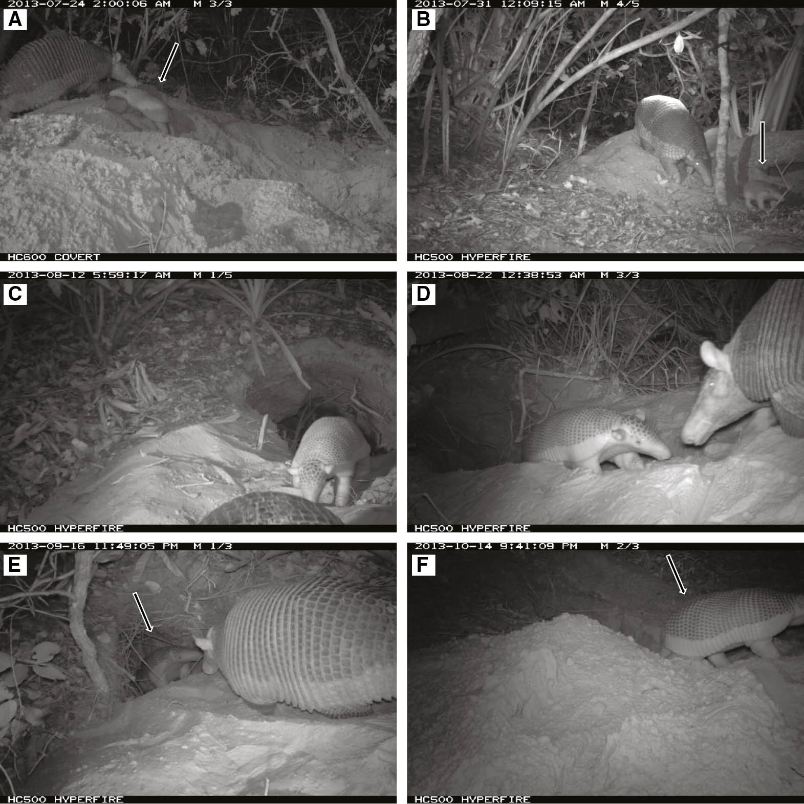 Figure 5: Changes in the coloration of the infant giant armadillo (Priodontes maximus) over time.Coloration at: (A) 24 days old; (B) 31 days old; (C) 43 days old (notice eyes are closed) (D) 53 days old (notice the eyes are open); (E) 78 days old; (F) 106 days old. Records of two infants monitored between January 2012 and June 2015 in the Nhecolândia sub-region of the Brazilian Pantanal (19° 16′ 60″ S, 55° 42′ 60″ W).