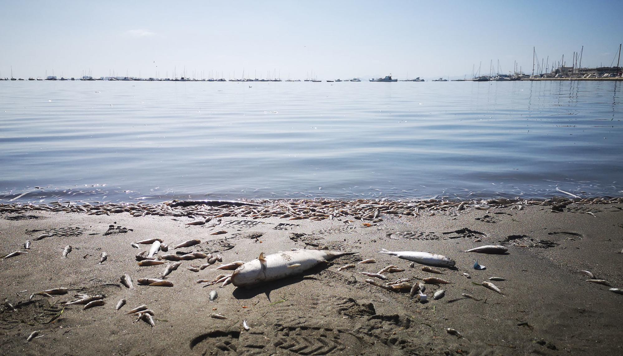 Mar menor peces muertos