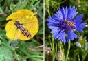 Pollinators at the Making Space for Nature sites