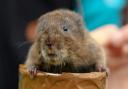 Water voles have been returned to rivers in Cornwall