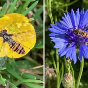 Pollinators at the Making Space for Nature sites