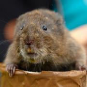 Water voles have been returned to rivers in Cornwall