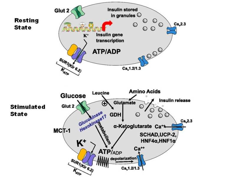 Figure 2. . Insulin secretion by Pancreatic β cells.