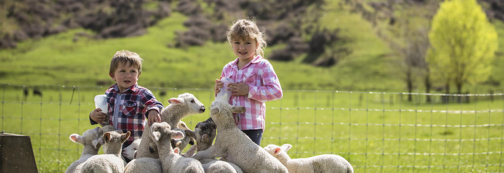 Spring lambs in Owen River 