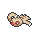 Slakoth (Pokémon)