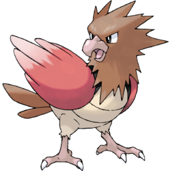 Spearow