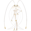 Pheromosa