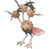 Dodrio