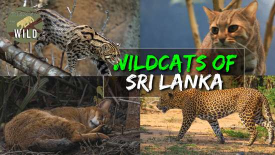 Keeping It Wild | Episode 08 | Wildcats of Sri Lanka