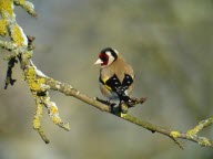 Le braconnier avait capturé des oiseaux protégés à l’aide de tiges engluées