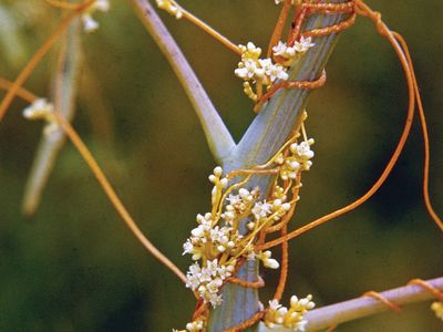 Dodder flowers