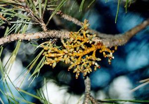 Conifer parasite