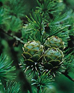 Tamarack (Larix laricina)