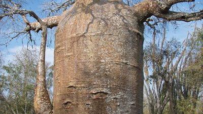 fony baobab