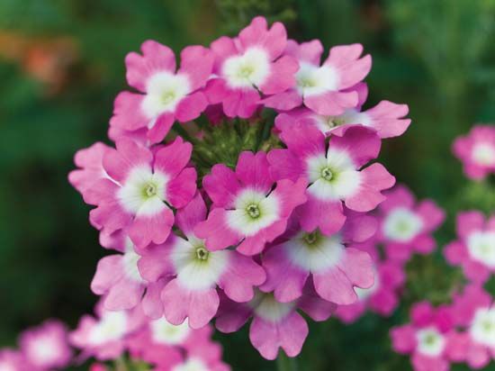 common garden verbena