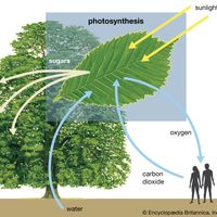 Photosynthesis diagram showing how water, light, and carbon dioxide are absorbed by a plant and that oxygen and sugars are produced. Also show a person to illustrate the oxygen/carbon dioxide cycle between plants and animals.